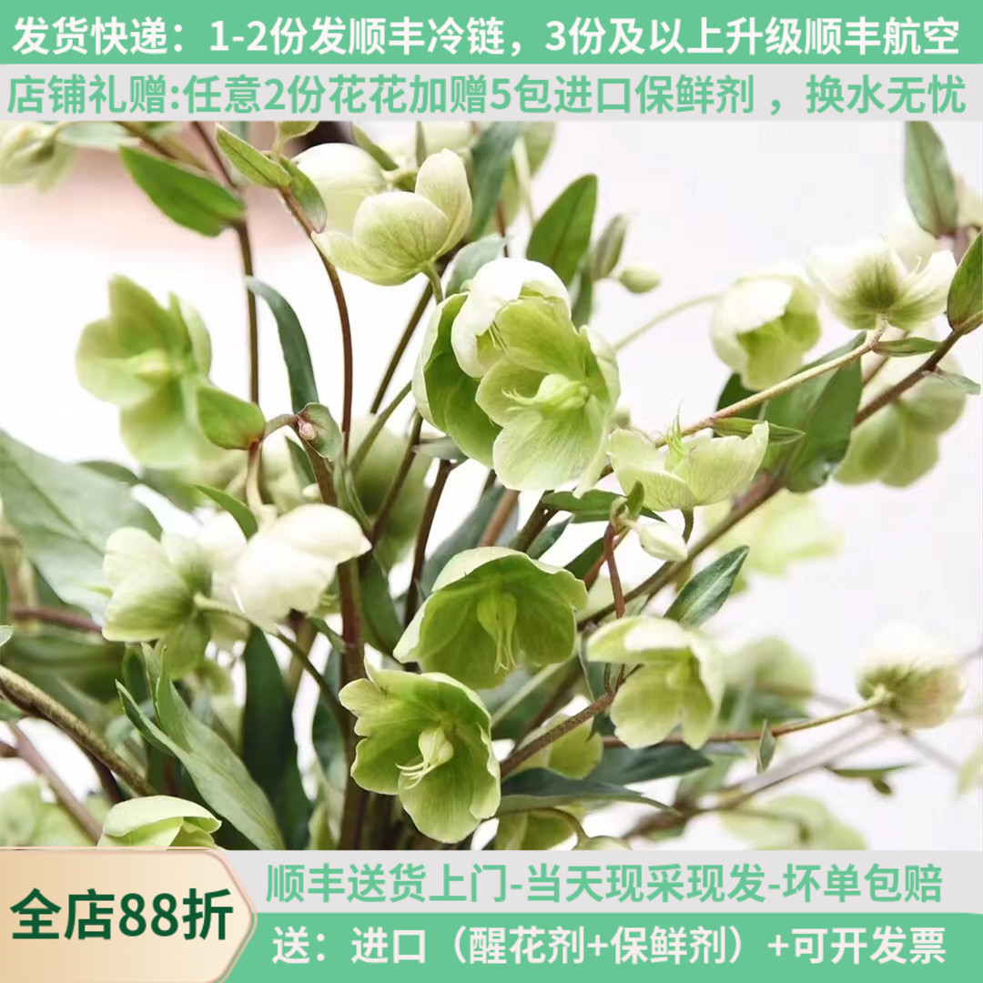 铁筷子兔葵花基地直发顺丰包邮