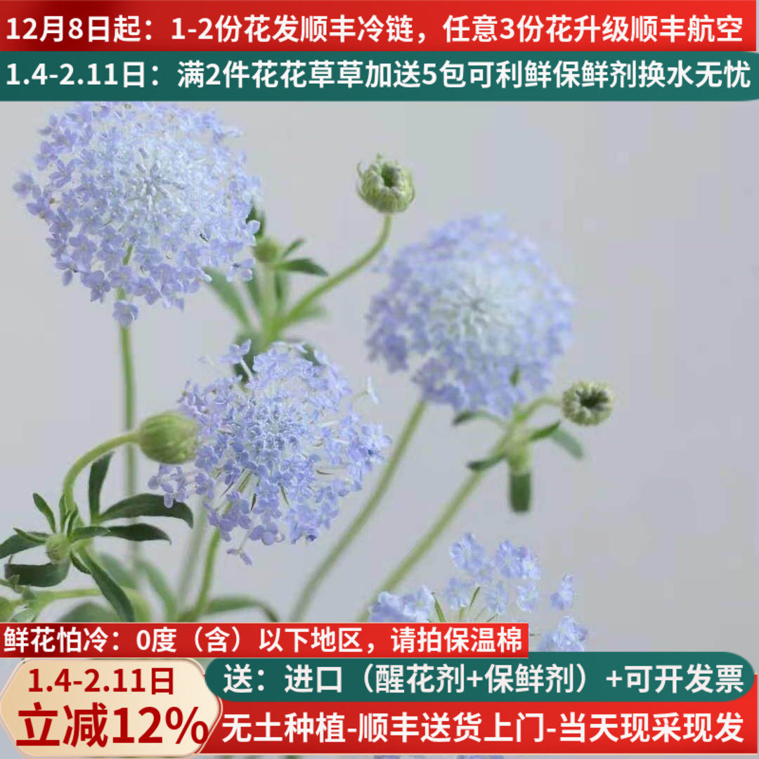 翠珠雨伞花鲜切花母亲节婚礼花束装饰昆明斗南基地直发航空包邮,鲜花速递/花卉仿真/绿植园艺,花材,淘宝优惠券,粉丝福利购,淘宝优惠卷