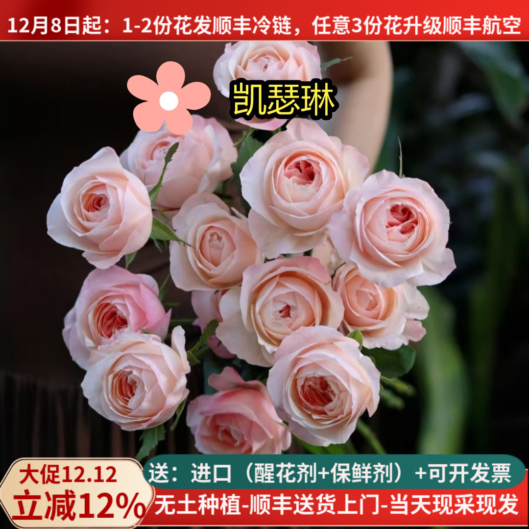 A级稀有玫瑰多色可选-凯瑟琳荔枝