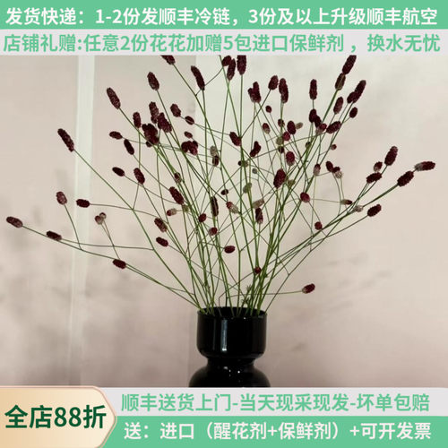 【言选】进口花材地榆可做干花