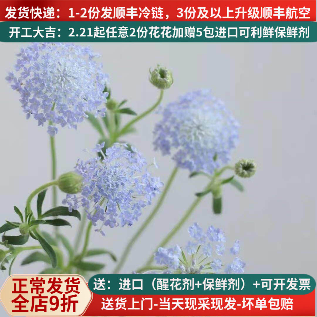 翠珠雨伞花鲜切花婚礼装饰航空