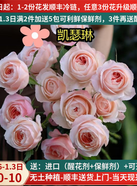 稀有A级玫瑰花洛神雪山高原红云南鲜花基地直发斗南市场插花真花