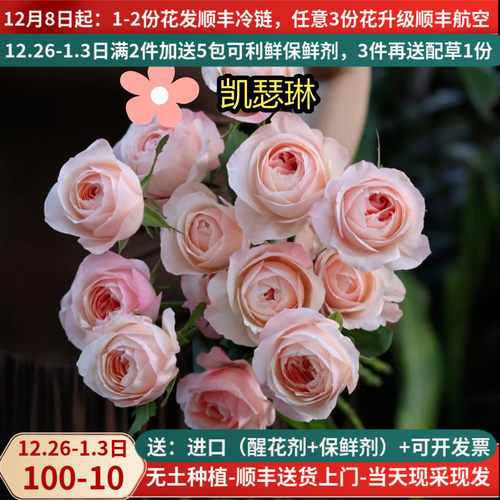 A级稀有玫瑰多色可选-凯瑟琳荔枝