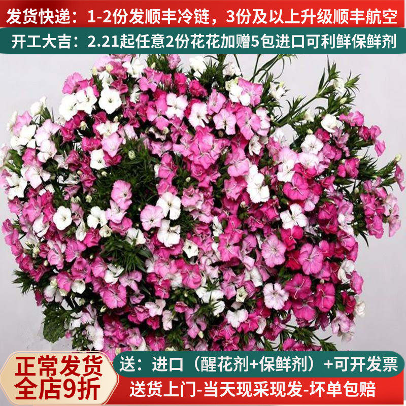 相思梅鲜花云南直发斗南花市花卉