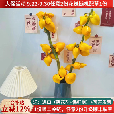 五代同堂黄金果年宵花基地直发