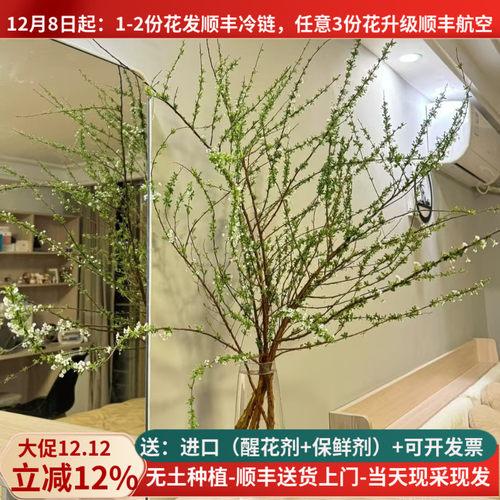 雪柳鲜枝带花苞顺丰发货