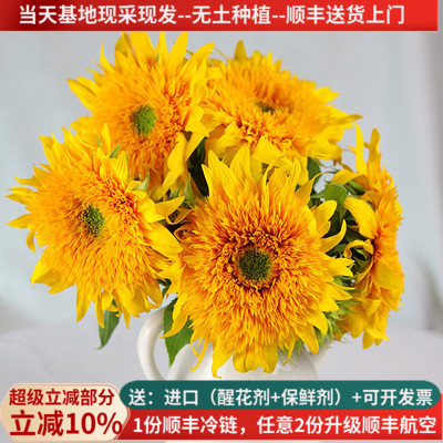 重瓣泰迪向日葵教师节花束顺丰