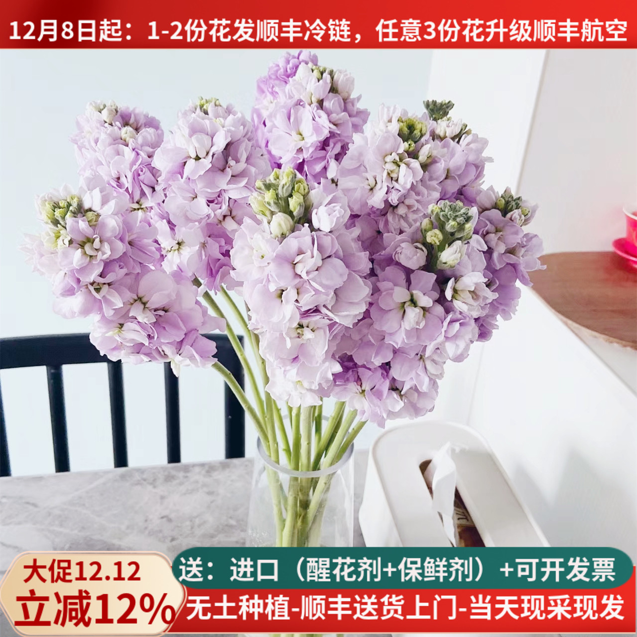 重瓣紫罗兰白粉紫香槟10支顺丰