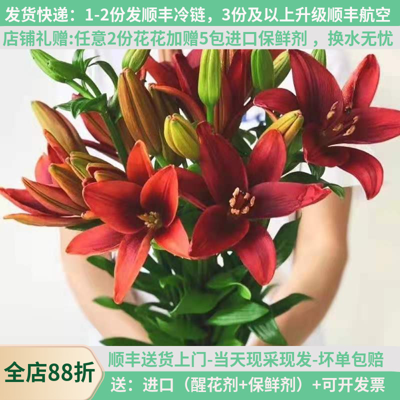 红色亚百合鲜花情人节基地直发