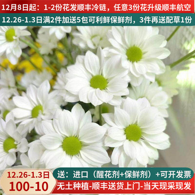 小雏菊白色三文鱼当天采摘花期长