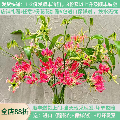 言选进口嘉兰百合高端花材