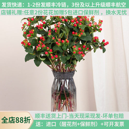 相思豆红豆年宵花云南基地直发