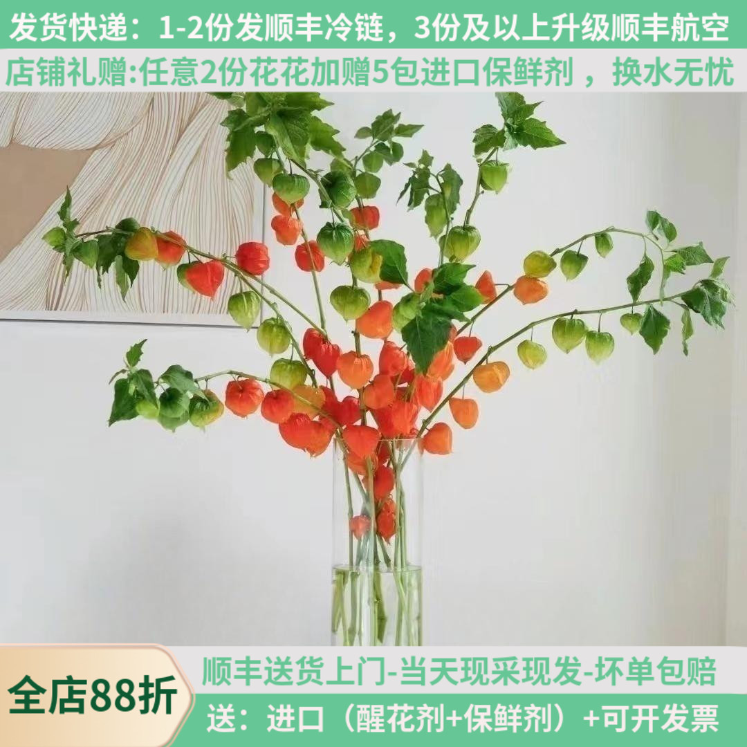 酸浆果灯笼果可做干花秋天果实