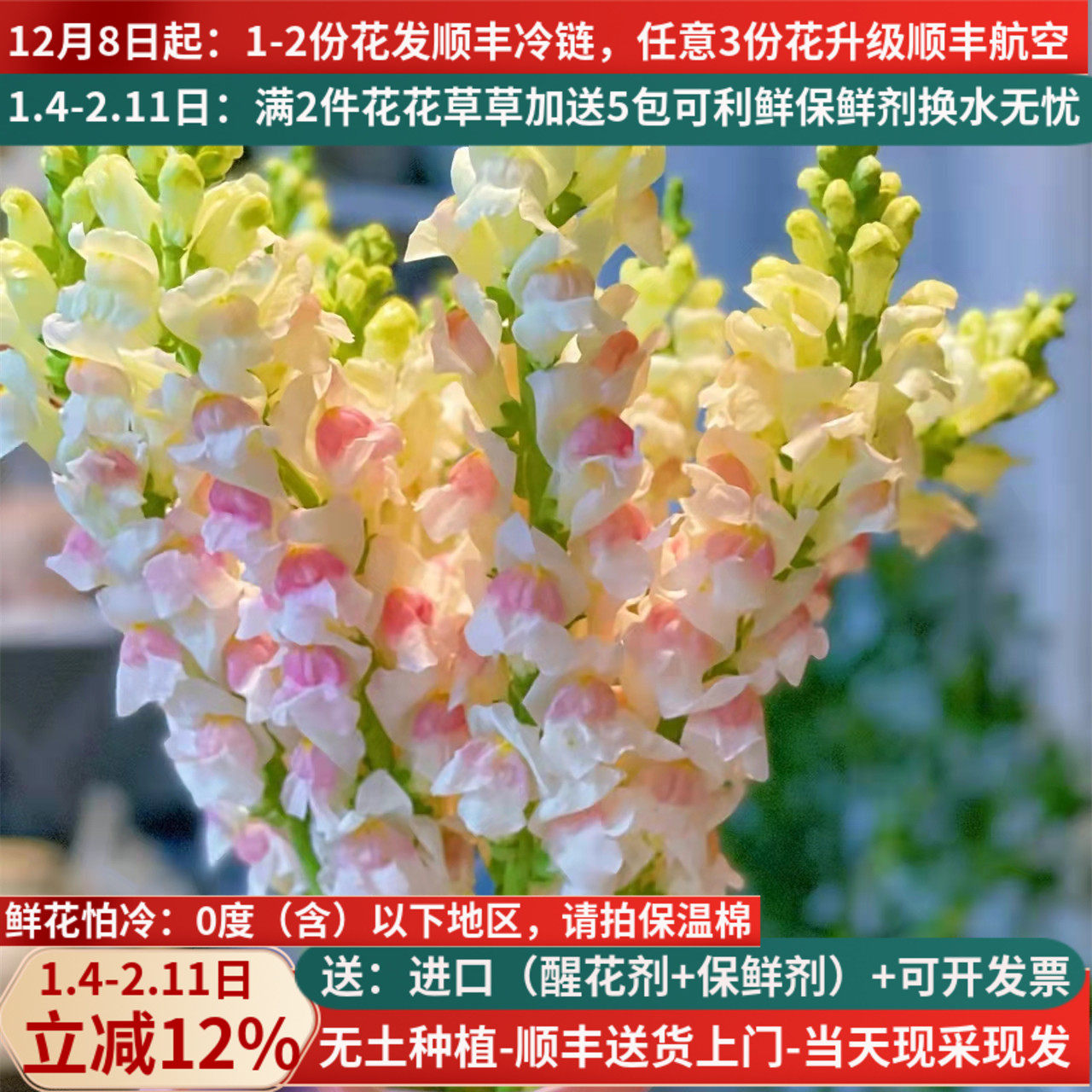 鲜花金鱼草云南基地直发斗南市场新鲜水养插花花束真花顺丰家用粉,鲜花速递/花卉仿真/绿植园艺,花材,淘宝优惠券,粉丝福利购,淘宝优惠卷