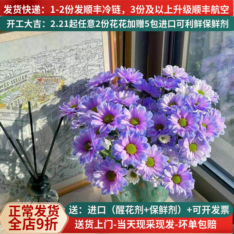 稀有鲜花吸色小雏菊极光紫云南昆明斗南市场基地直发顺丰真花新鲜