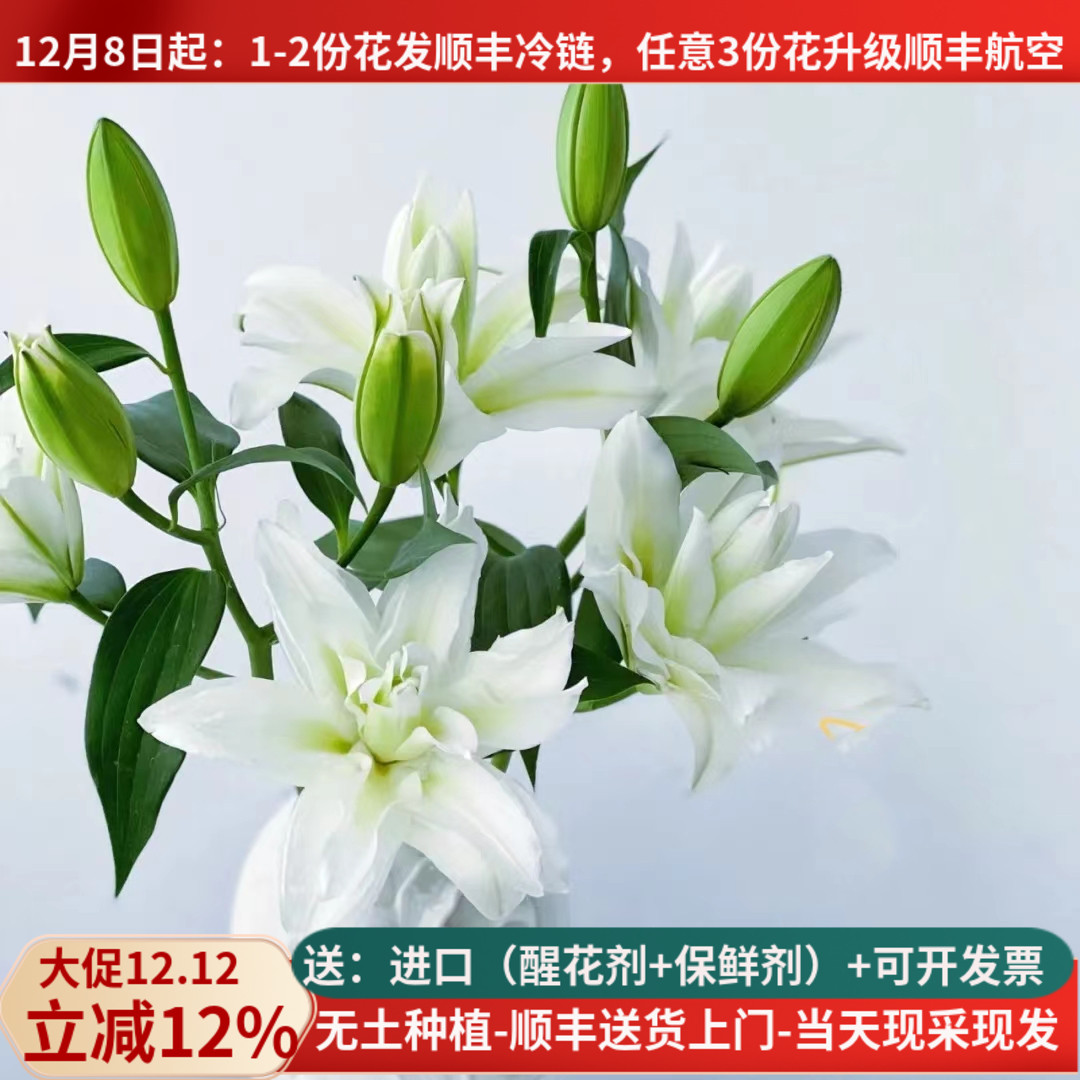 鲜切花重瓣白色百合基地顺丰空运