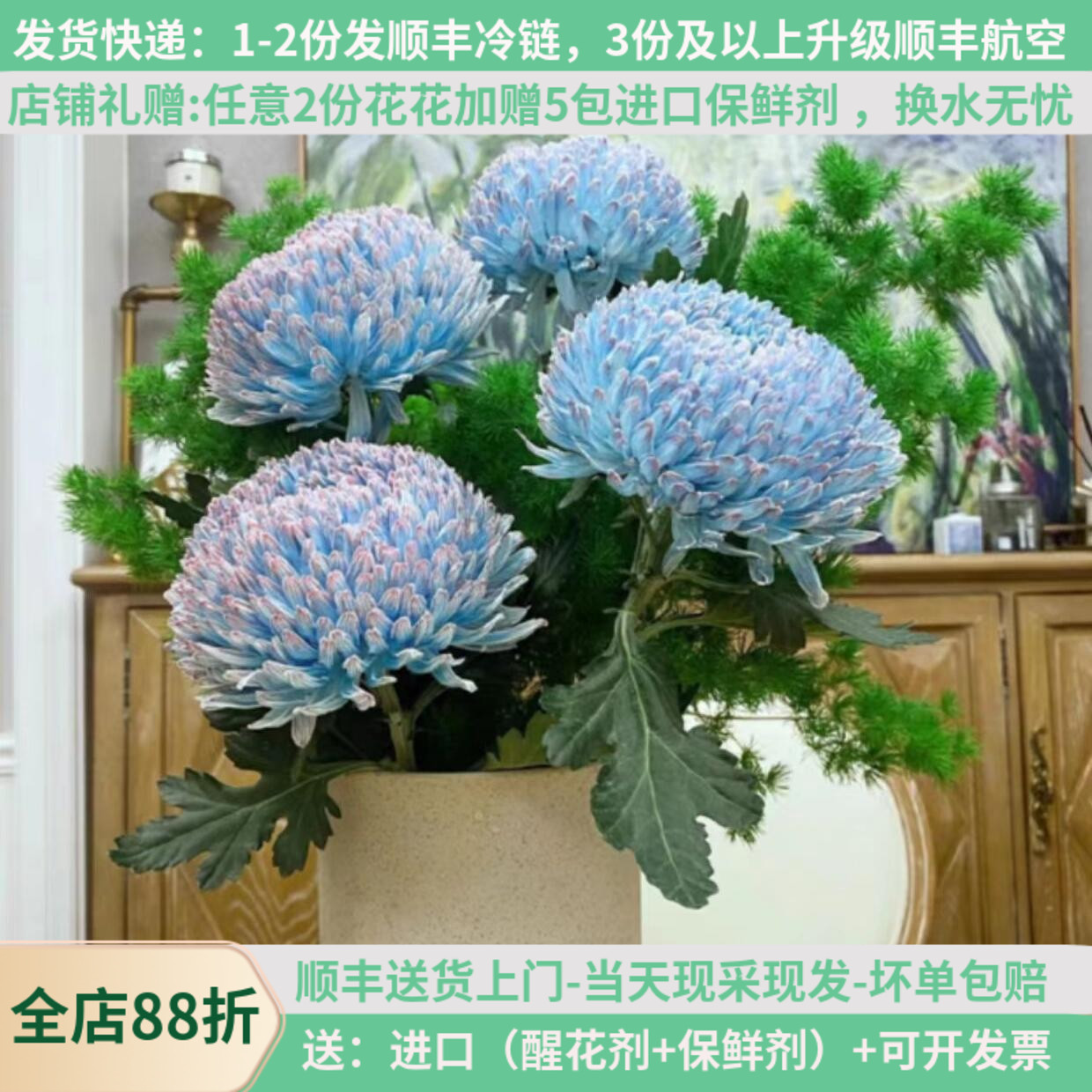 【丰岛基地】牡丹菊-花期长多色-