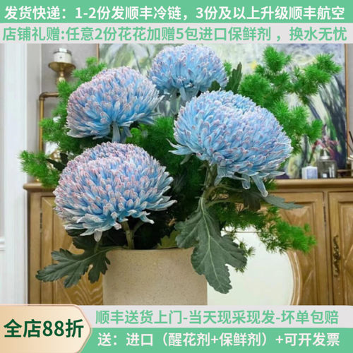 【丰岛基地】牡丹菊-花期长多色-
