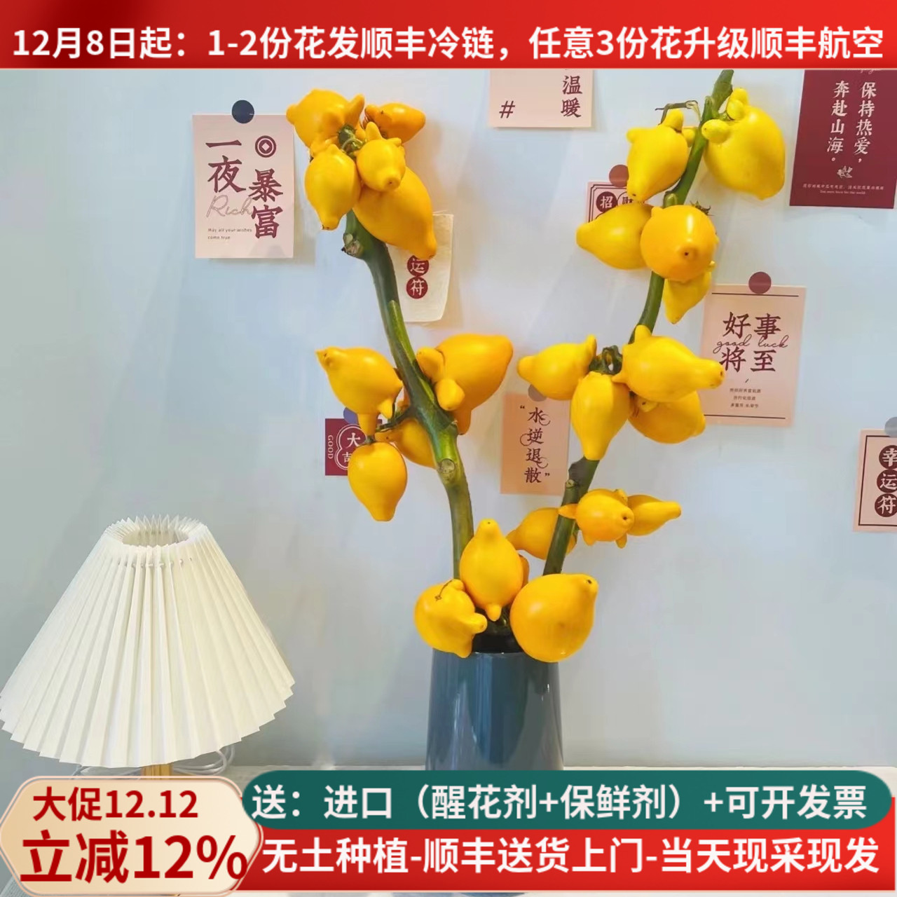 五代同堂黄金果年宵花基地直发