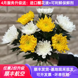 费 鲜花菊花清明纪念黄白大菊花束云南昆明斗南基地直发新鲜顺丰 免邮