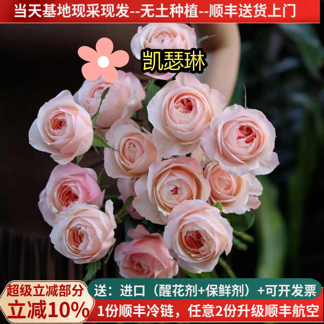 A级稀有玫瑰多色可选-凯瑟琳荔枝