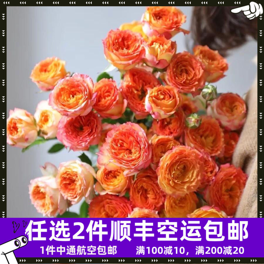 多头玫瑰蔷薇玫瑰花多少钱 多头玫瑰蔷薇玫瑰花优惠券免费领取 有条鱼