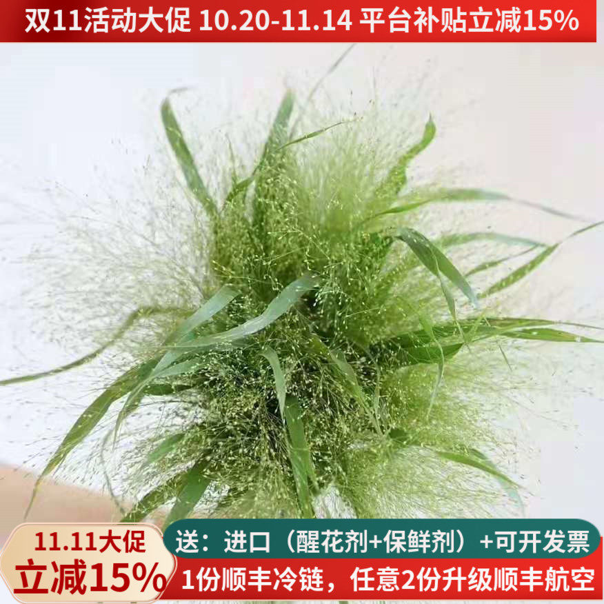 喷泉草玫瑰鲜花基地直供云南同城朋友生日花束婚礼花艺纪昆明斗南