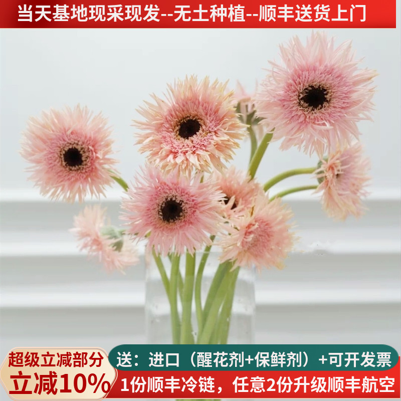 拉丝菊非洲菊多色基地直发