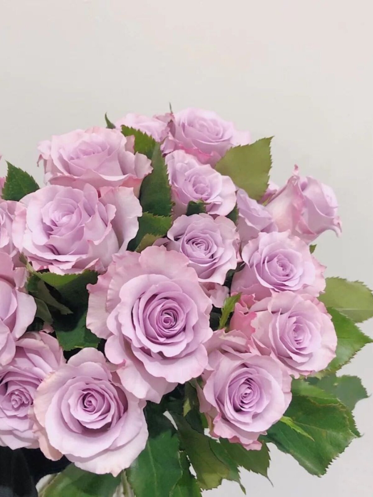 a级海洋之歌玫瑰直批花束基地直供直发家用斗南花市云南鲜花紫色
