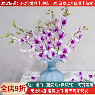 稀有进口洋兰胡姬兰，花期长