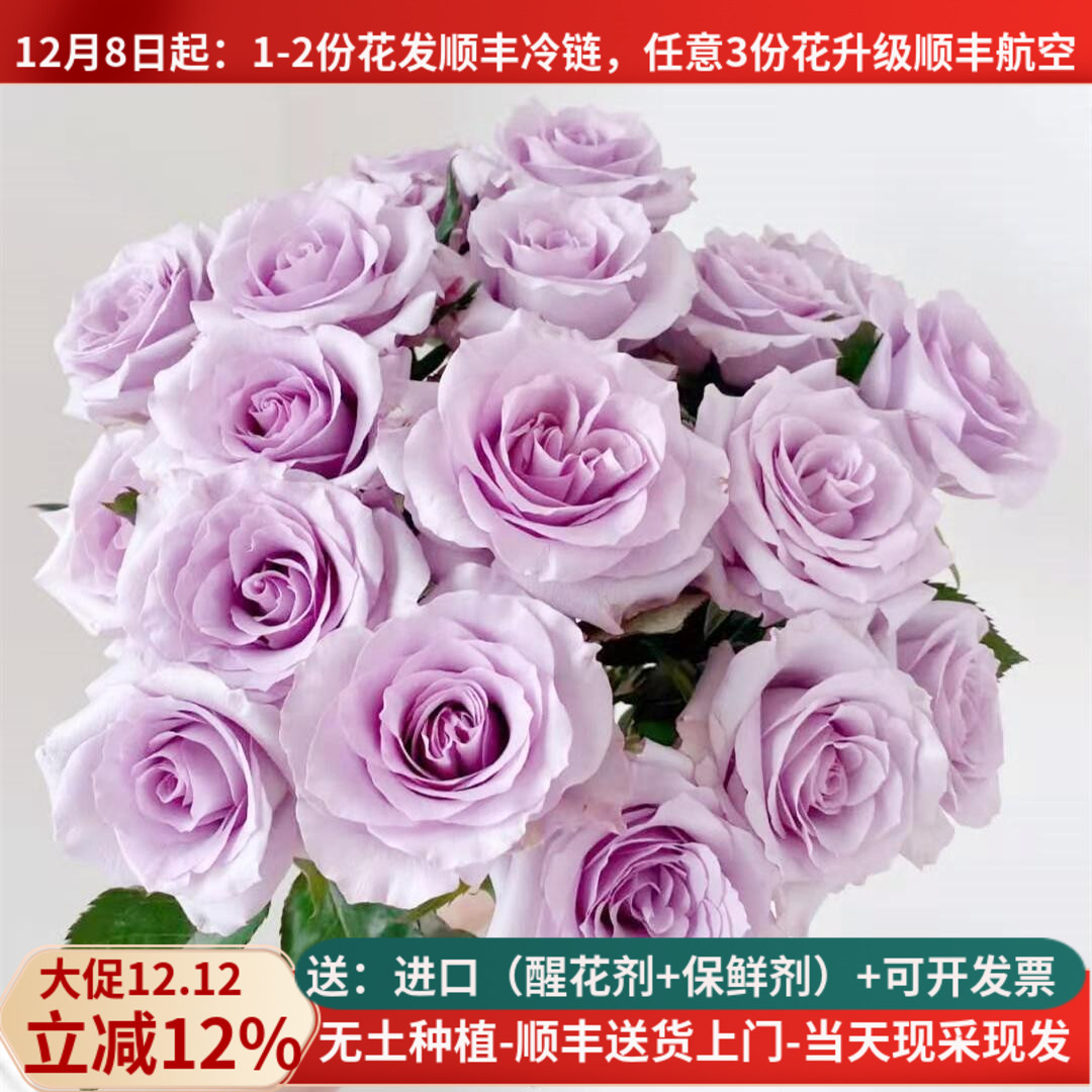 梦幻浪漫紫色A级海洋之歌顺丰