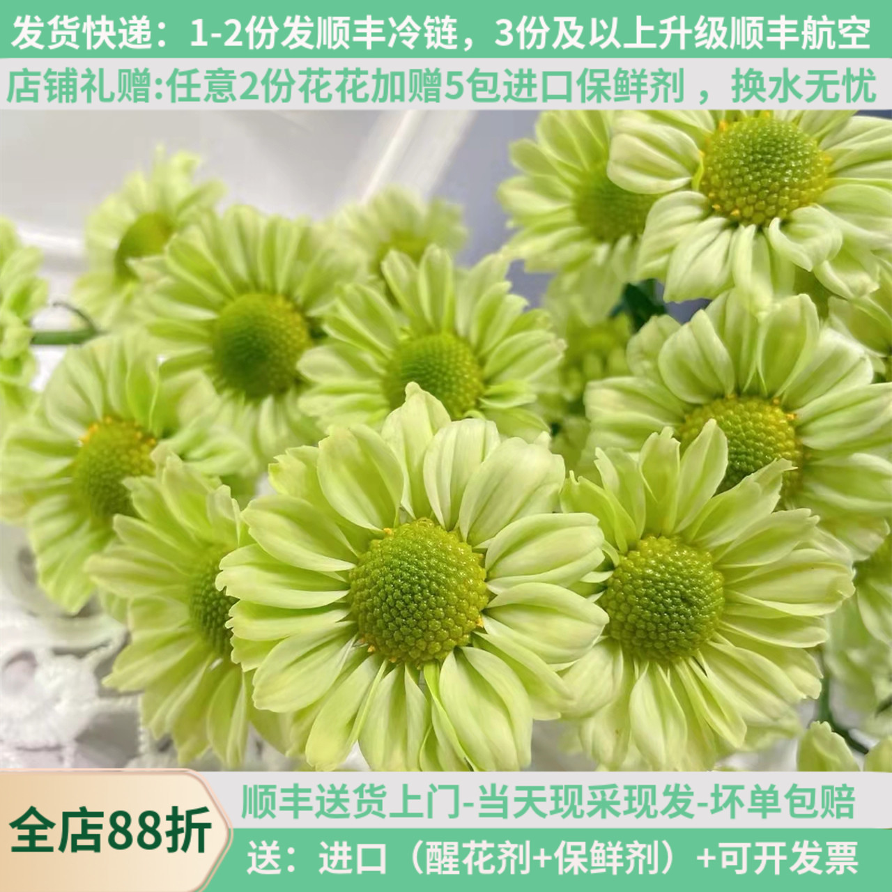 鲜花小雏菊抹茶10支云南基地直发