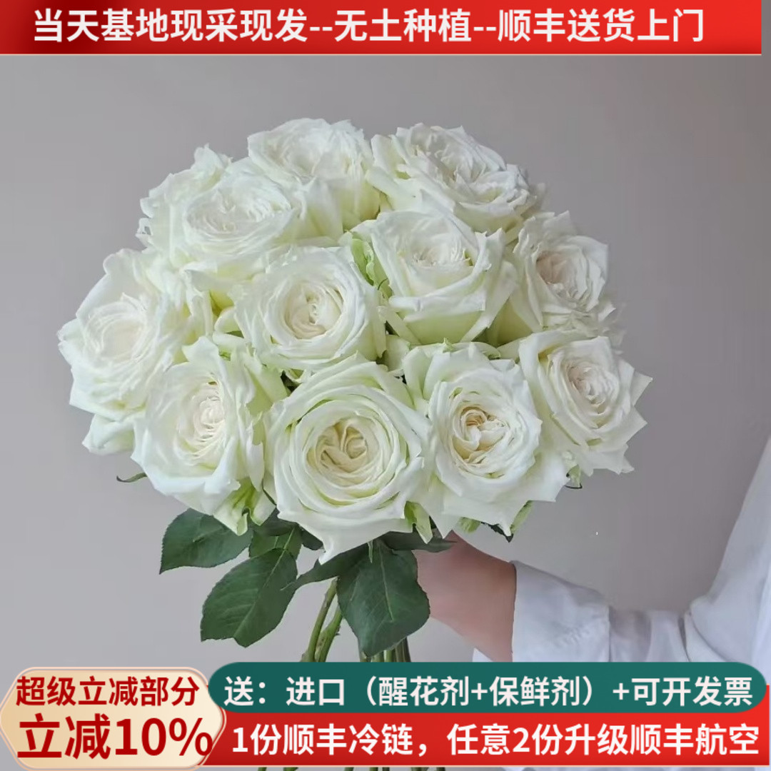 大花坦尼克白玫瑰有香味顺丰