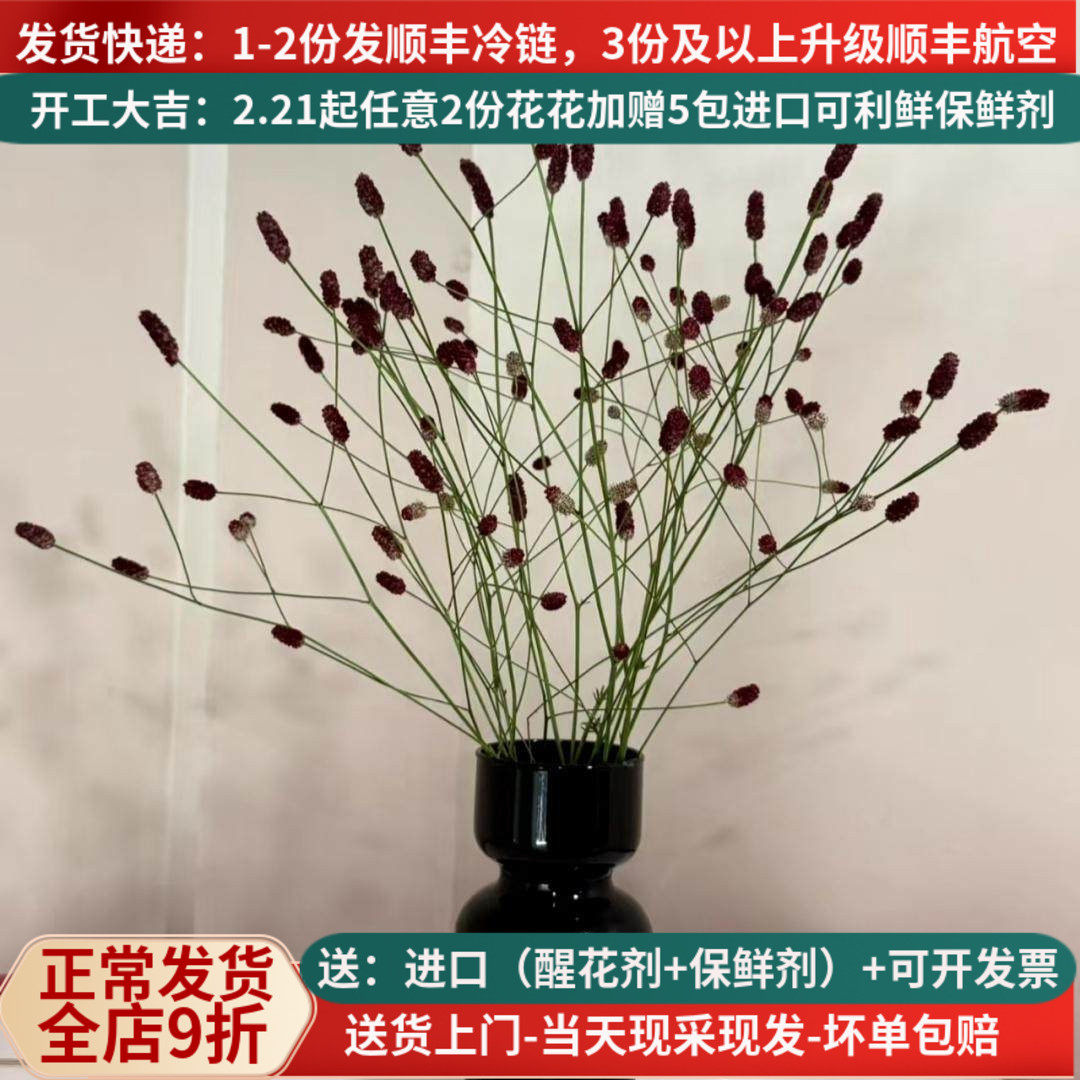 【言选】进口花材地榆可做干花