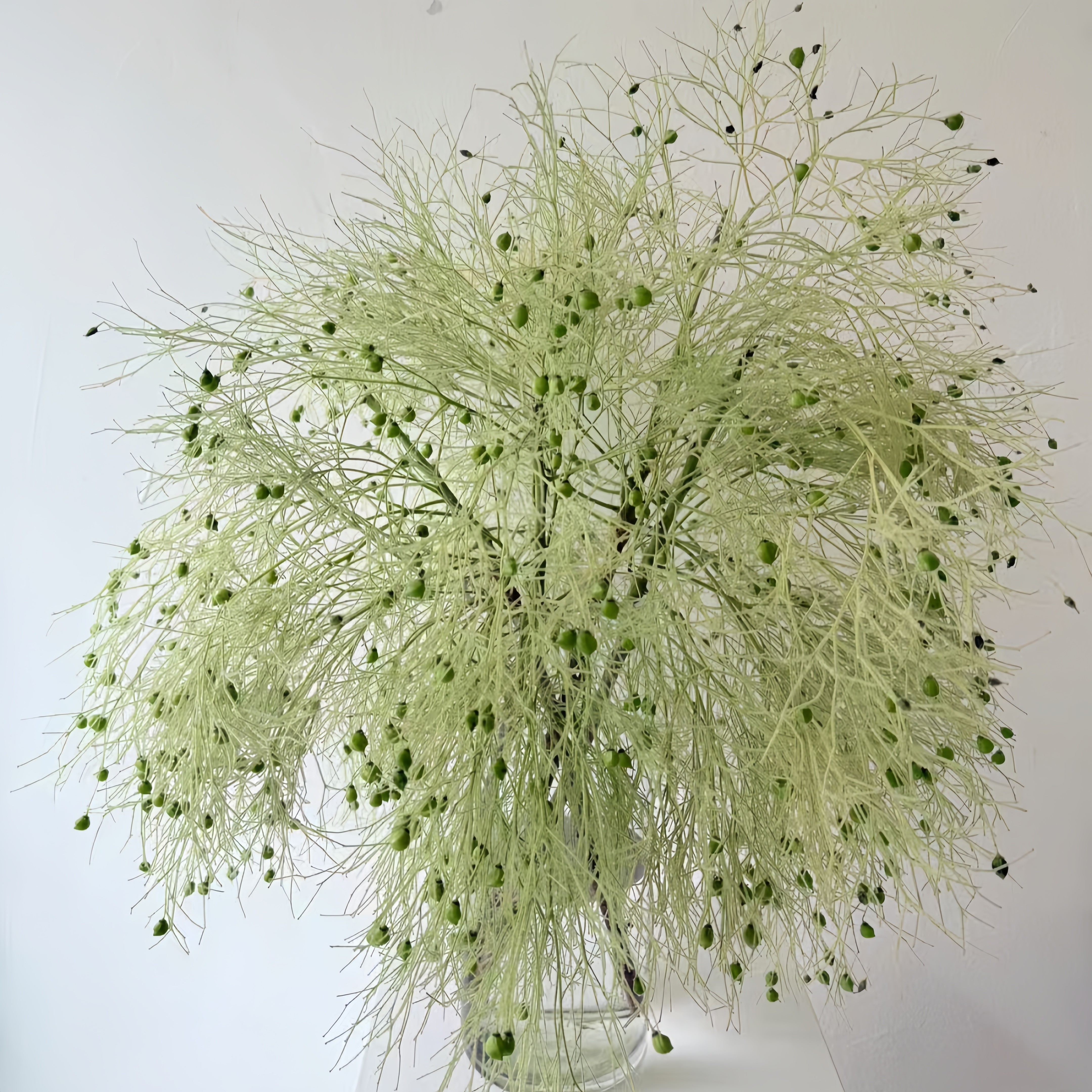 柔丝鲜花云南基地直发昆明斗南市场花材家用水培插花束配花顺丰发