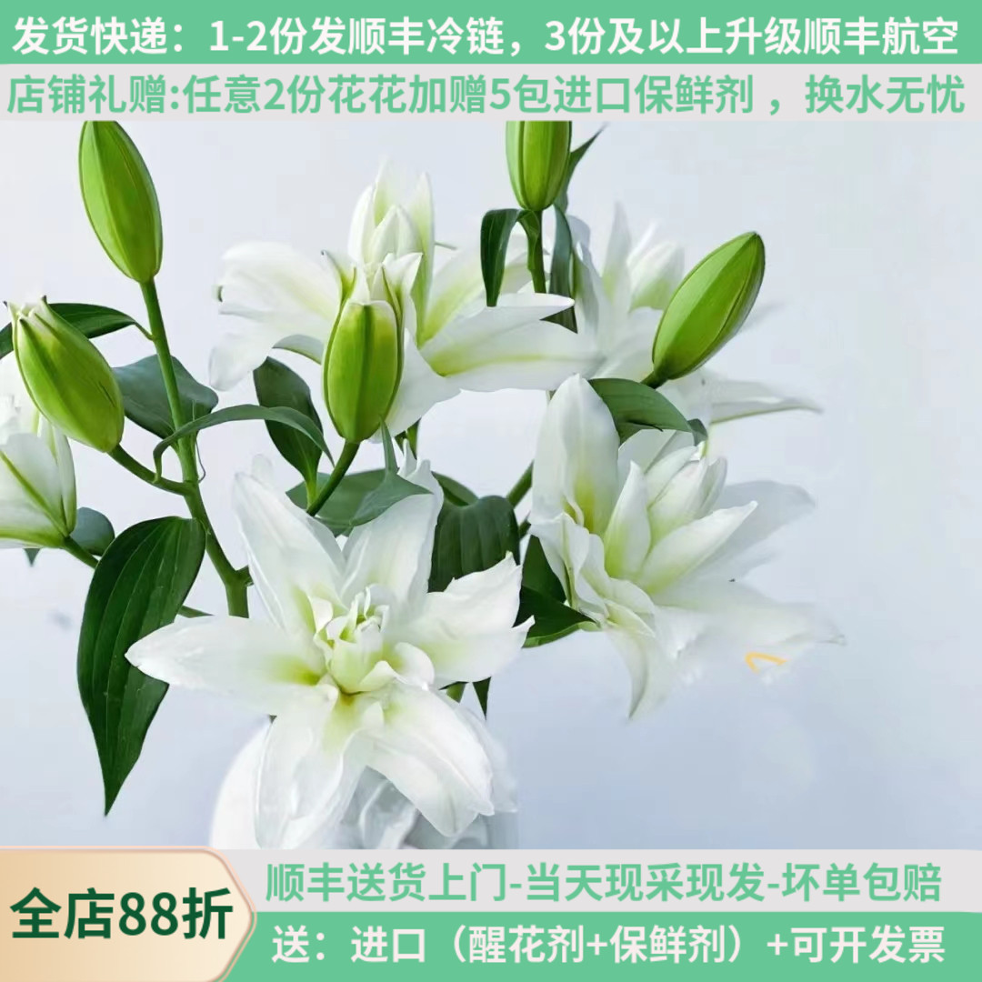 鲜切花重瓣白色百合基地顺丰空运