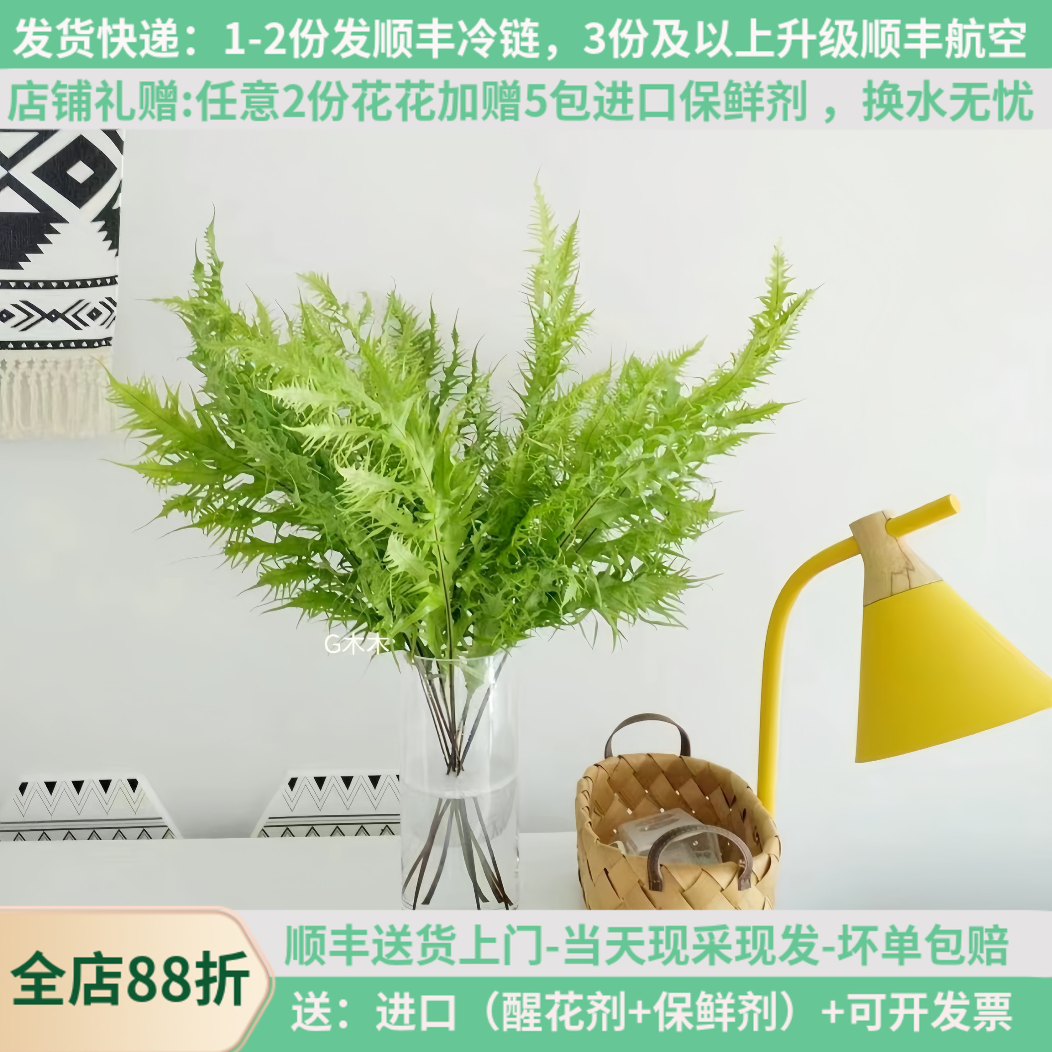 网红绿色水培植物凤尾蕨花期长