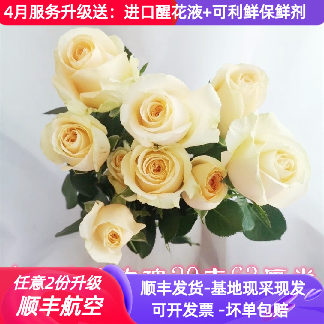 A级香槟玫瑰鲜花情人节20支花束