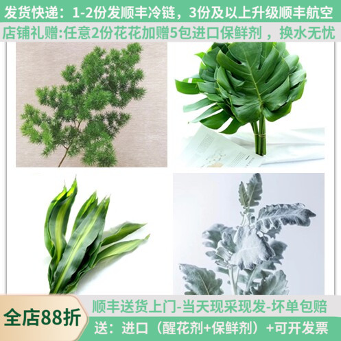 【配叶集合】天门冬富贵鸟芦荀草图片