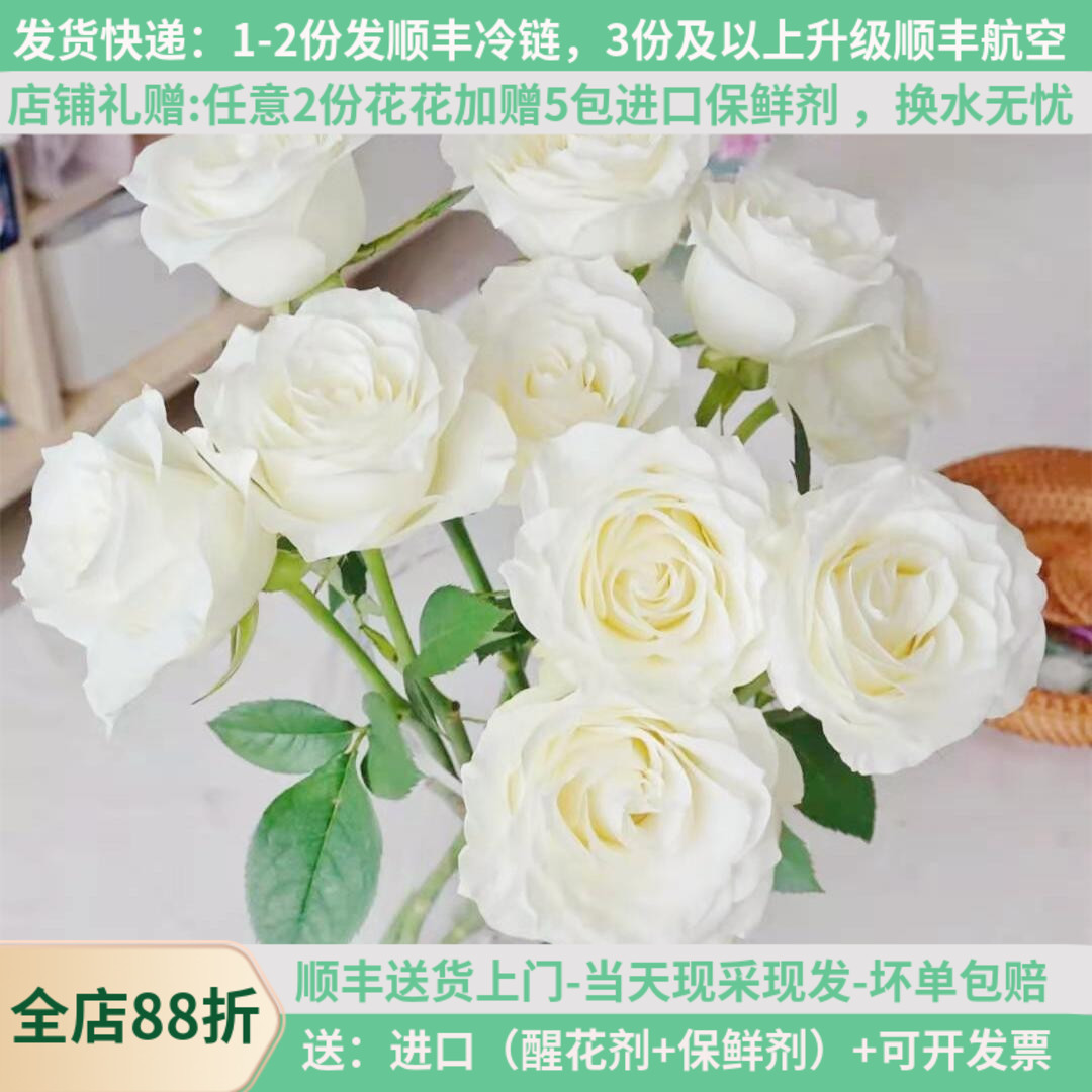 骄傲白色玫瑰云南鲜花直发母亲节花真花空运包邮花卉昆明斗南市场