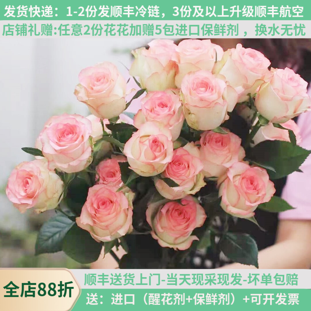 【梦金鹏】玫瑰爱莎粉白鲜花云南基地顺丰直发家用水养商务插花束