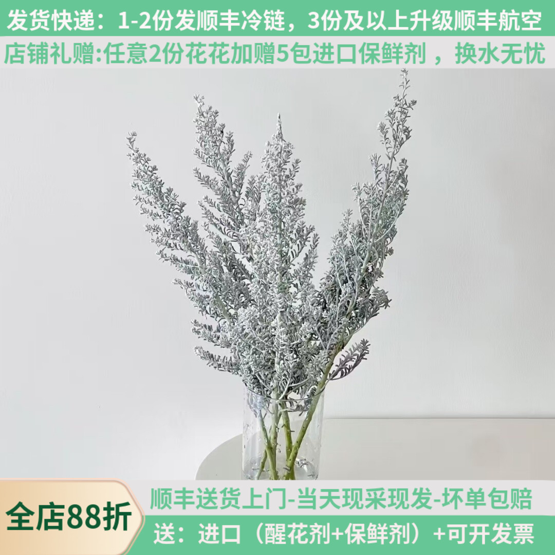 地肤草高级银色配花顺丰基地直发