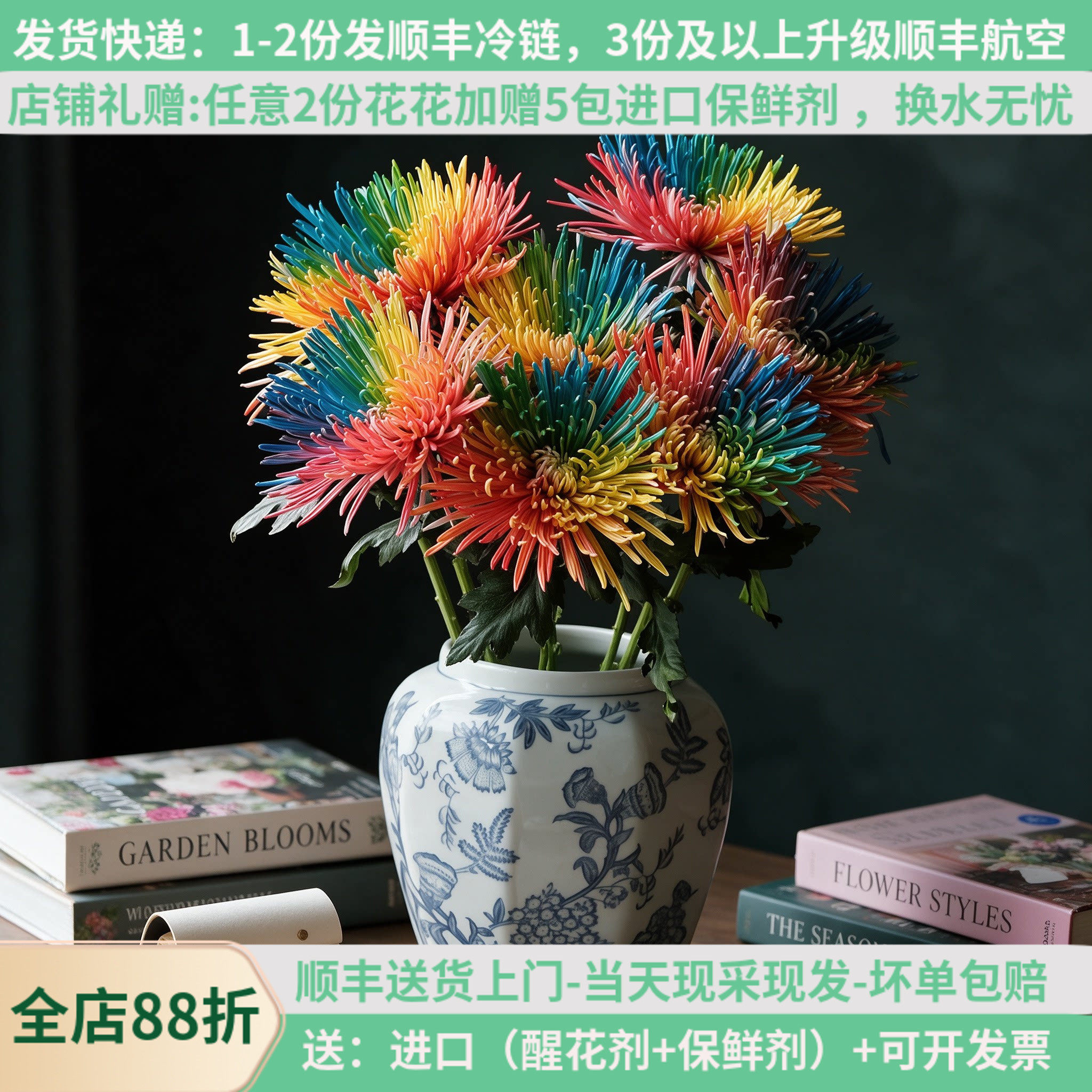 丰岛彩色烟花菊基地直供顺丰