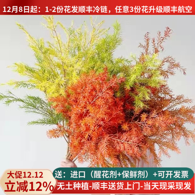 千层金森林系花材可做干花婚礼首