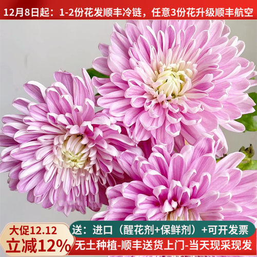 安娜菊-烟花菊-面包菊-基地直发