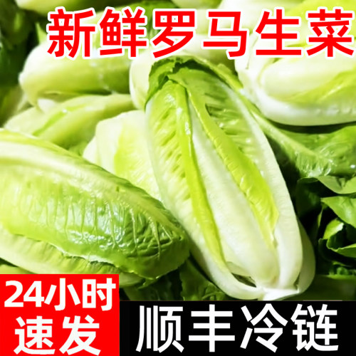 罗马生菜新鲜顺丰黄心罗纹生菜