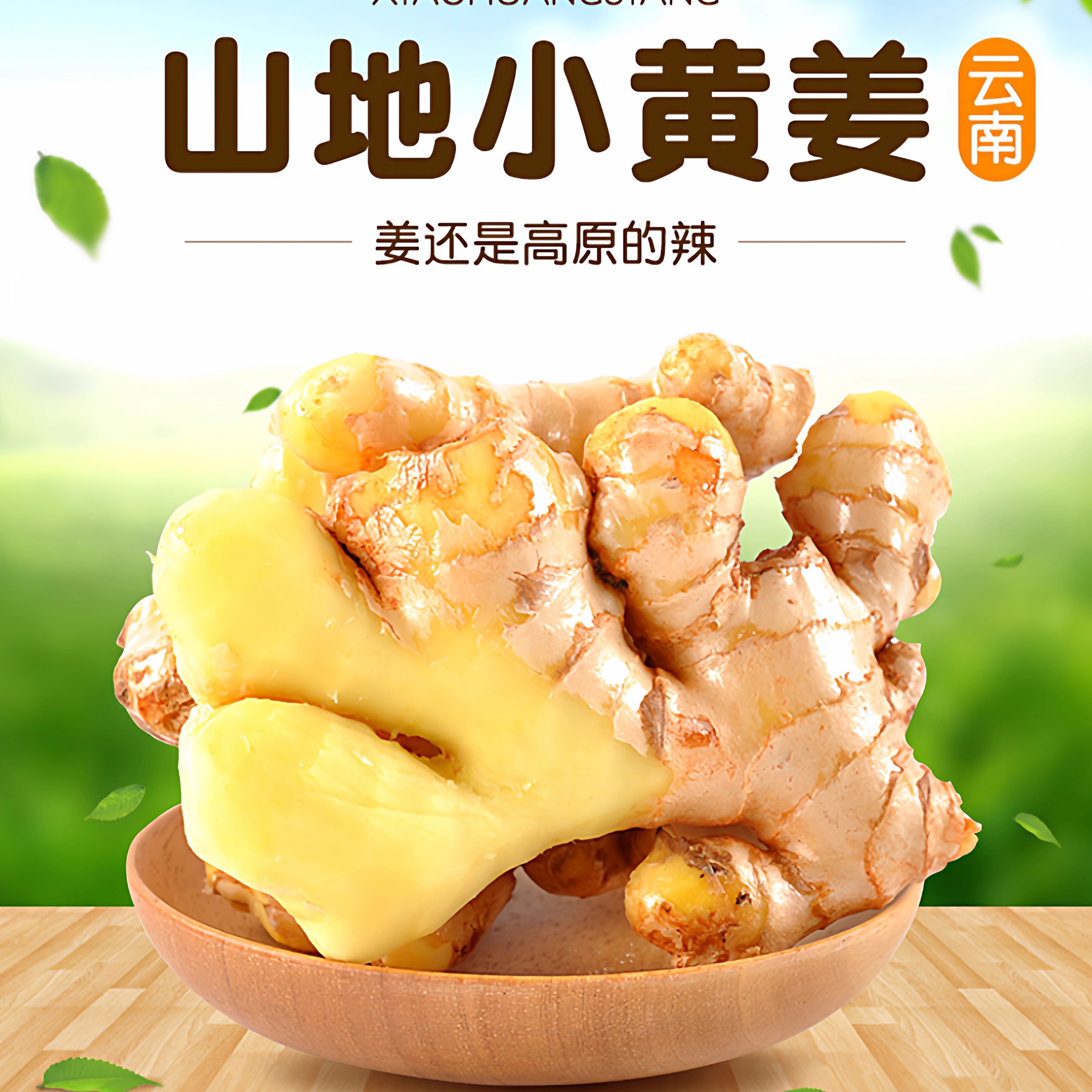 生姜老姜鲜现挖大黄姜现挖