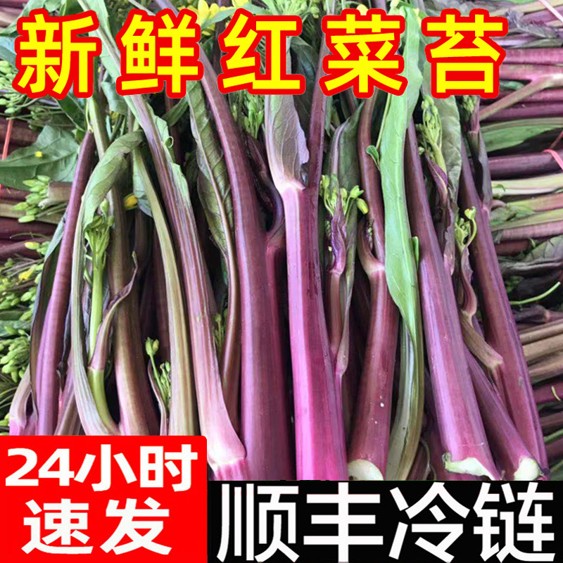 新鲜红菜苔紫菜苔紫苔菜湖北特产