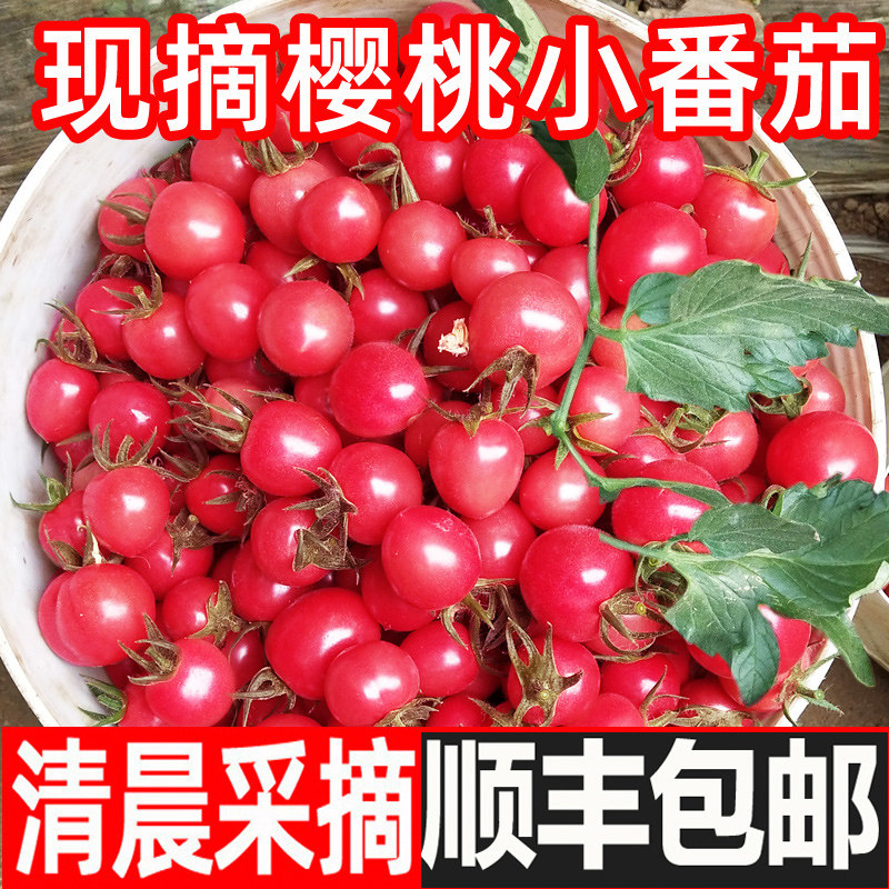 圣女果新鲜顺丰包邮小番茄5斤水果樱桃西红柿子生吃当季蔬菜千禧,水产肉类/新鲜蔬果/熟食,番茄,淘宝优惠券,粉丝福利购,淘宝优惠卷