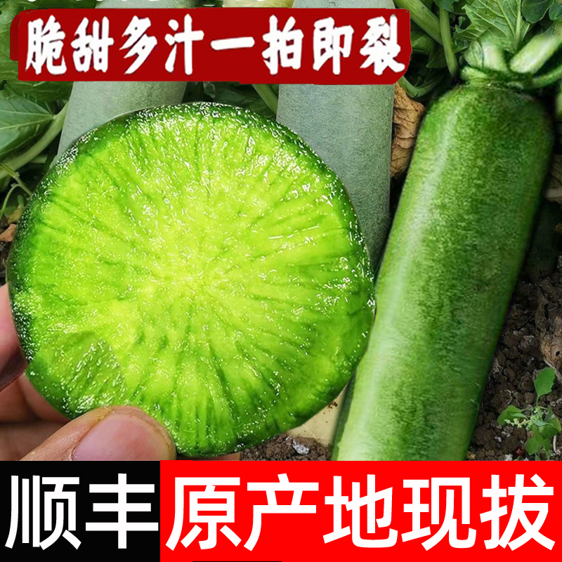 顺丰潍坊水果萝卜新鲜甜脆水果型